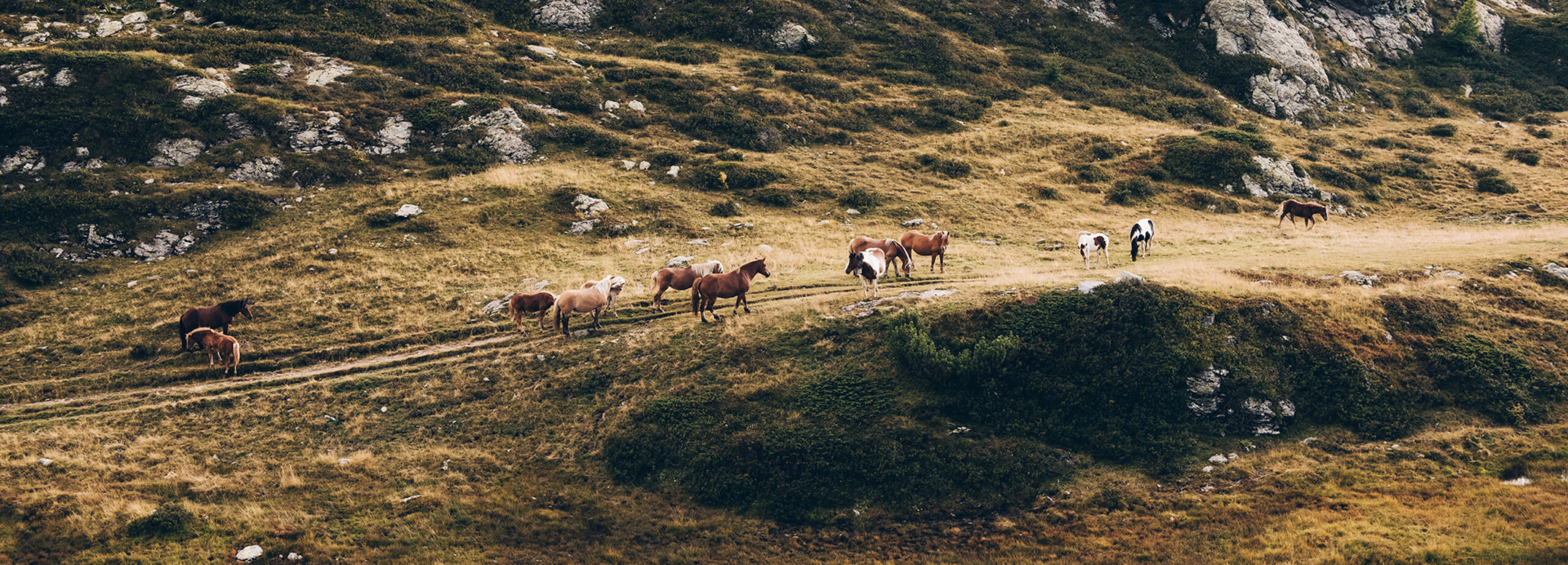 Adopt a Town: Bergamo