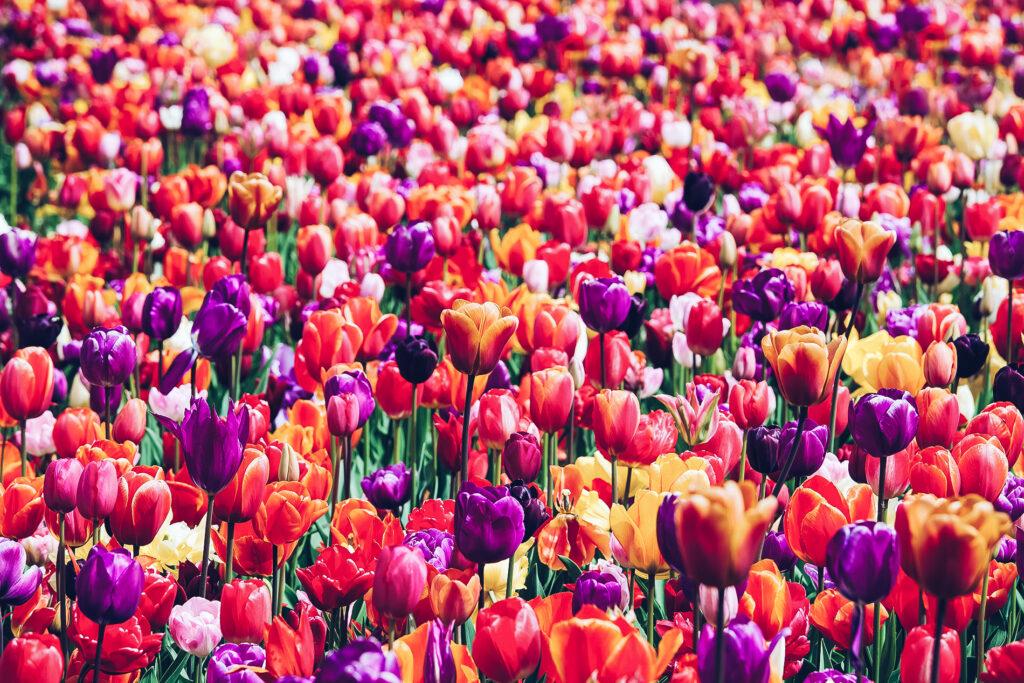 How To Do Holland’s Tulip Festival Properly