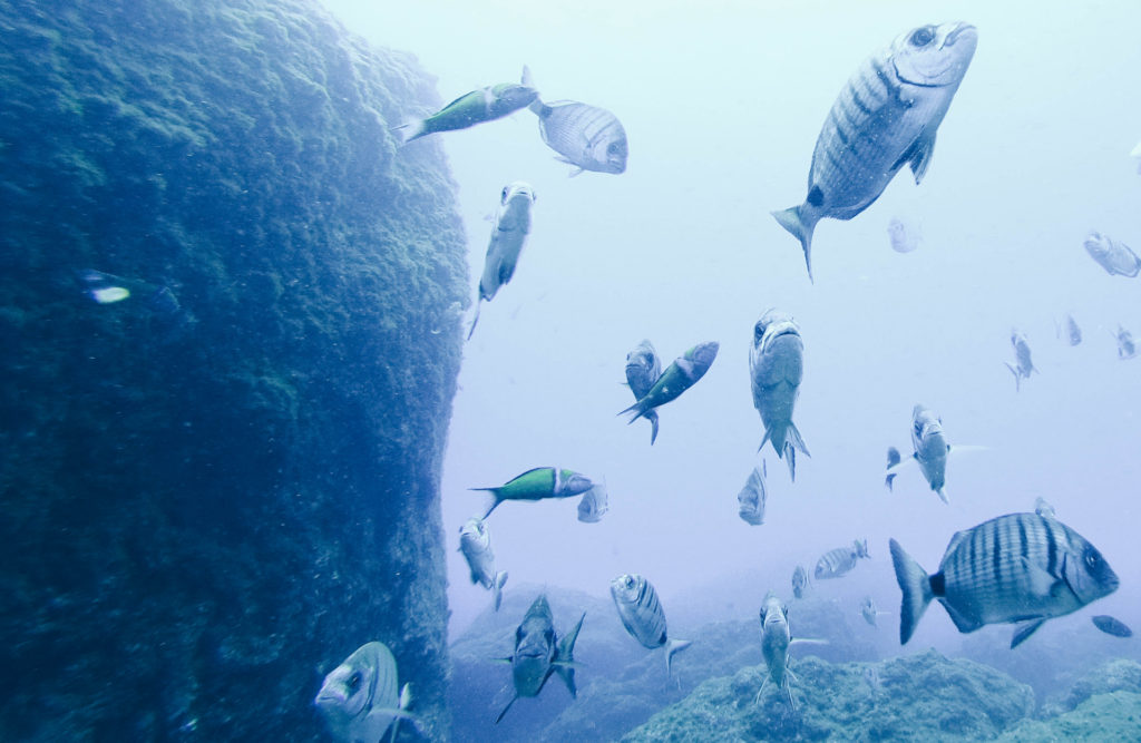 Madeira Guide: The Magical Portuguese Island