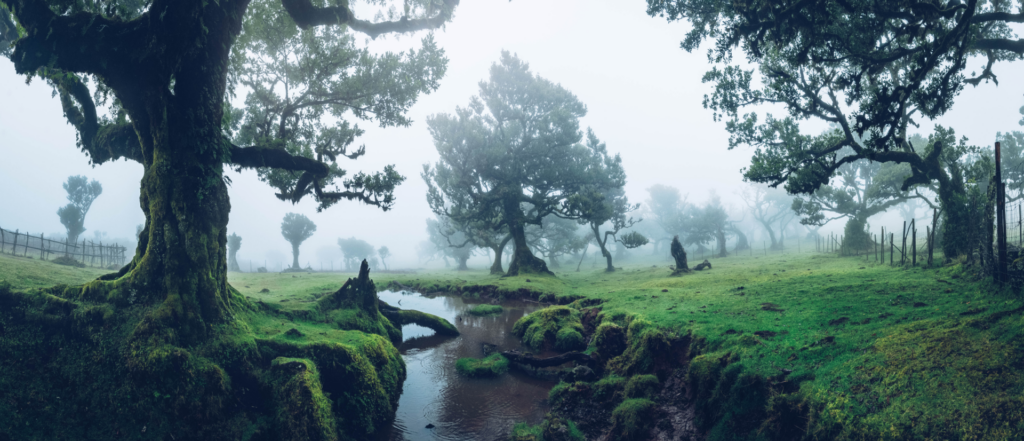 Madeira Guide: The Magical Portuguese Island